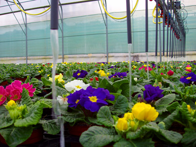 chariot d'arrosage �quip� de cannes