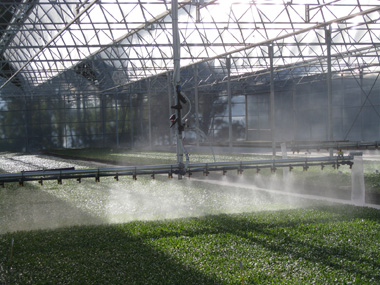 Chariot d'arrosage brumisant