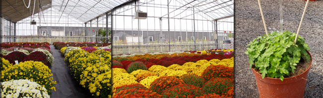 chariot d'arrosage �quip� de cannes arrosant des chrysanthemes