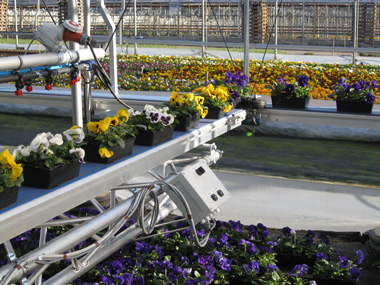 Manutention avec le chariot d'arrosage �quip� d'un tapis roulant